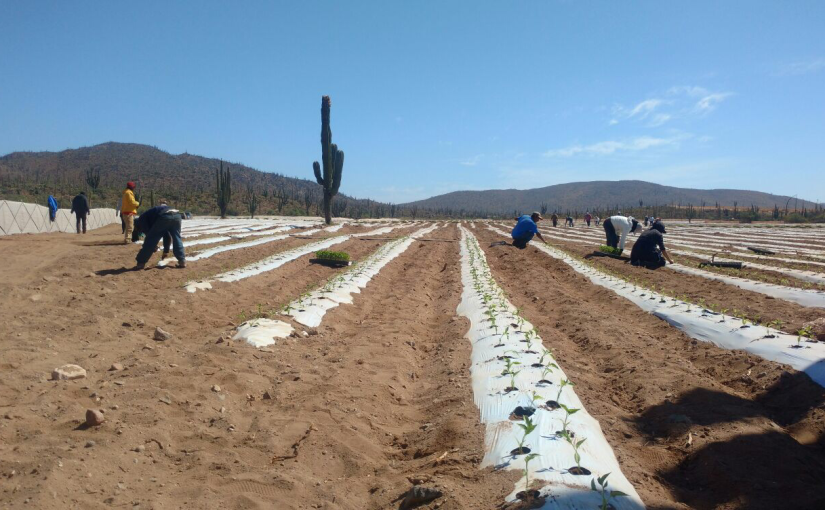 Baja Agriculture Update